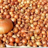 Kako posaditi luk kod kuće